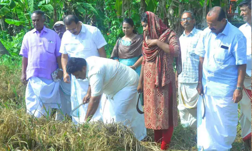 കൈ​പ്പു​ഴ പാ​ട​ശേ​ഖ​ര​ത്ത്​ കൊയ്​ത്തുത്സവം