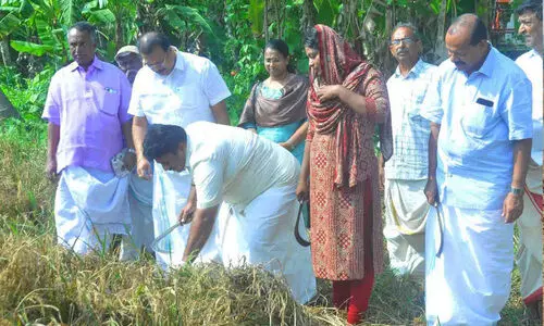 കൈ​പ്പു​ഴ പാ​ട​ശേ​ഖ​ര​ത്ത്​ കൊയ്​ത്തുത്സവം