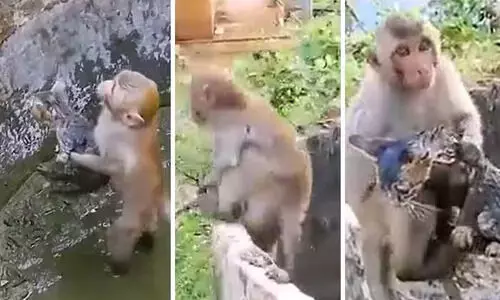  വിജയിച്ചില്ലെങ്കിലെന്താ അവസാനം വരെ  പരിശ്രമിച്ചുകൊണ്ടിരുന്നില്ലെ! ;  കിണറ്റിൽ വീണ പൂച്ചകുട്ടിയെ രക്ഷിക്കാൻ ശ്രമിക്കുന്ന കുരങ്ങിന്‍റെ വിഡിയോ വൈറൽ