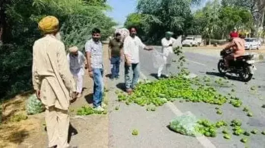 കാപ്സിക്കം വില കിലോ ഗ്രാമിന് ഒരു രൂപയായി കുറഞ്ഞു; വഴിയിൽ ഉപേക്ഷിച്ച് കർഷകർ