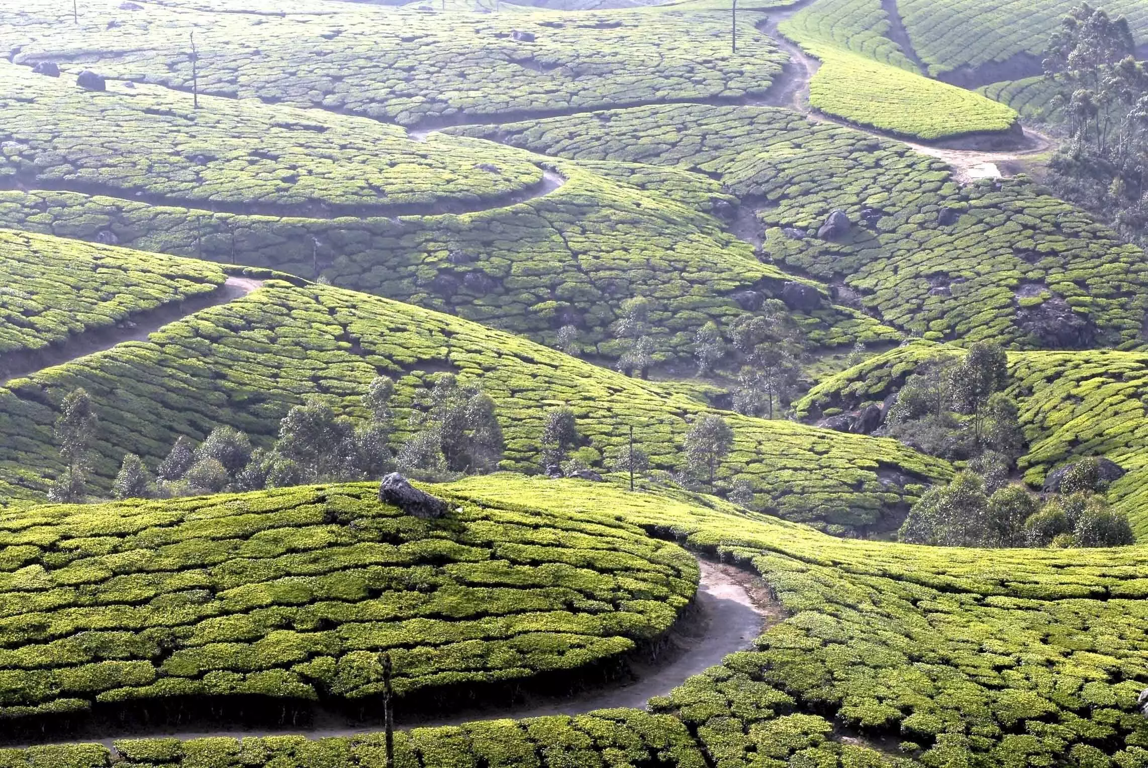 ടാറ്റയുടെ കൈവശമുള്ള കണ്ണൻദേവൻ ഹിൽ പ്ലാ​ന്റേഷൻ ഭൂമി