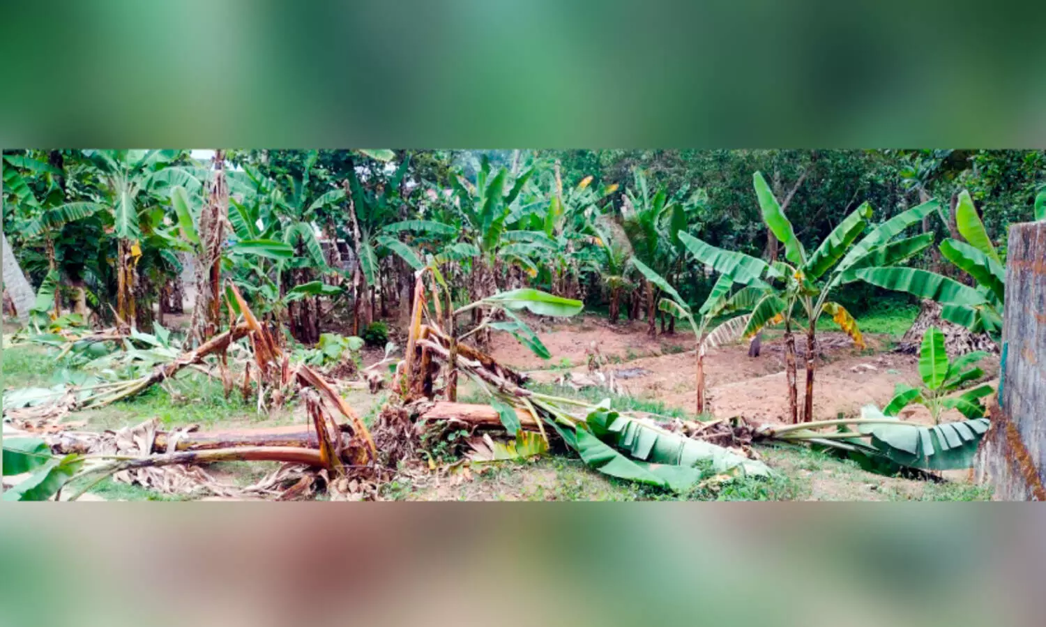 സാമൂഹികവിരുദ്ധർ കൃഷി നശിപ്പിച്ചു