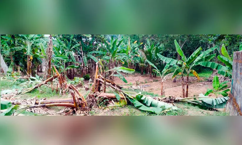 സാമൂഹികവിരുദ്ധർ കൃഷി നശിപ്പിച്ചു സാമൂഹികവിരുദ്ധർ കൃഷി നശിപ്പിച്ചു