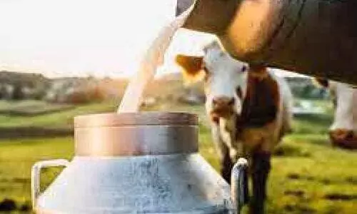 Decreases in Milk Production
