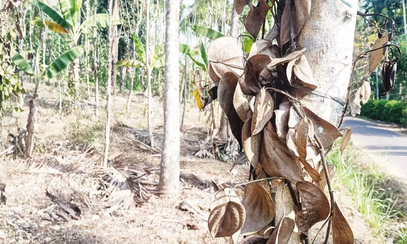 വേനൽചൂടിൽ കരിഞ്ഞുണങ്ങി കാർഷിക വിളകൾ