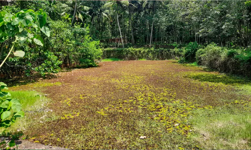 കുടവട്ടൂർ എൽ.പി സ്കൂളിന് സമീപത്തെ കുളം പായൽ കയറി