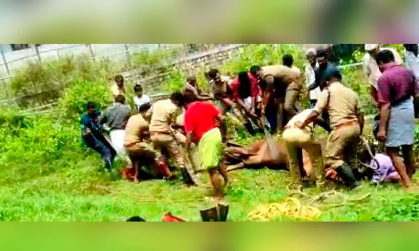 കുഴിയില്‍ വീണ പശുവിനെ രക്ഷിച്ചു