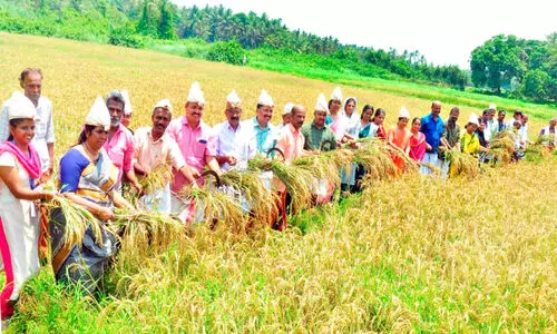 ഒന്നിച്ചിറങ്ങിയപ്പോൾ ചേറ്റിൽ വിളഞ്ഞത് നൂറുമേനി