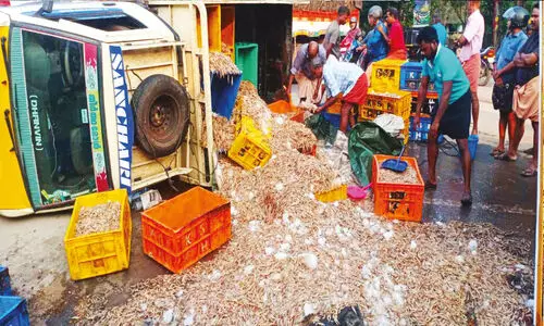 പി​ക്അ​പ് ലോ​റി മ​റി​ഞ്ഞ് ചെ​മ്മീ​ൻ റോഡിൽ ചി​ത​റി