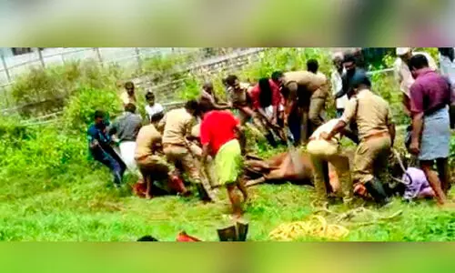 കുഴിയില്‍ വീണ പശുവിനെ രക്ഷിച്ചു