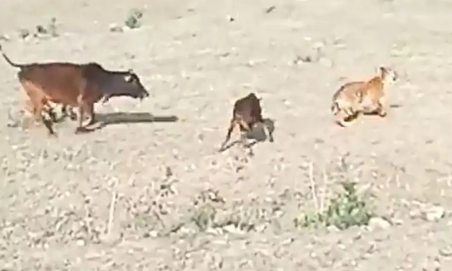 tiger chased calf-viral video