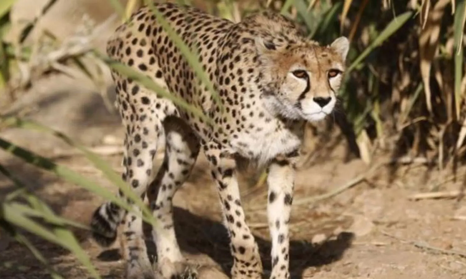 ദക്ഷിണാഫ്രിക്കയിൽ നിന്നെത്തിച്ച ഒരു ചീറ്റ കൂടി ചത്തു