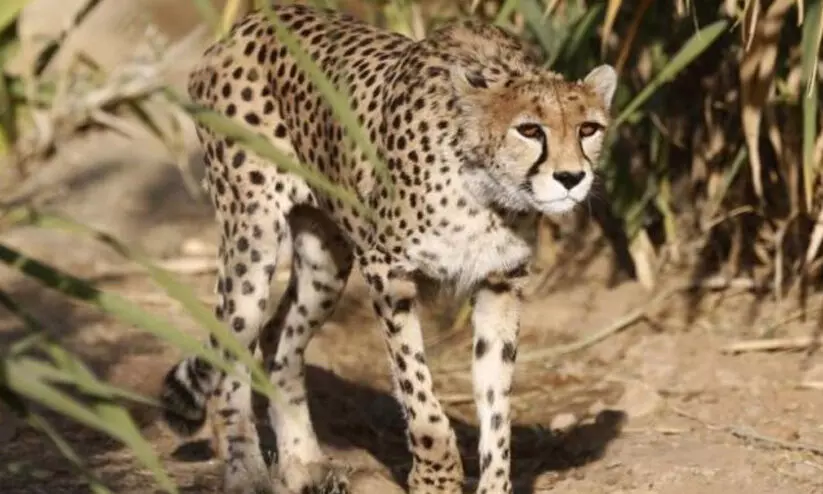 ദക്ഷിണാഫ്രിക്കയിൽ നിന്നെത്തിച്ച ഒരു ചീറ്റ കൂടി ചത്തു ദക്ഷിണാഫ്രിക്കയിൽ നിന്നെത്തിച്ച ഒരു ചീറ്റ കൂടി ചത്തു