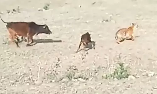 tiger chased calf-viral video
