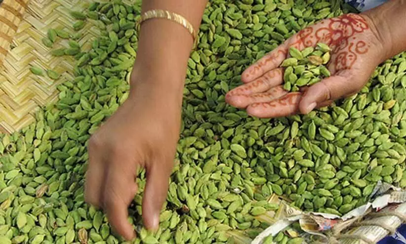 ഭീഷണിയായി ഗ്വാട്ടമാല ഏലം; വിലക്കൊപ്പം ഗുണമേന്മയും ഇടിയുന്നു ഭീഷണിയായി ഗ്വാട്ടമാല ഏലം; വിലക്കൊപ്പം ഗുണമേന്മയും ഇടിയുന്നു