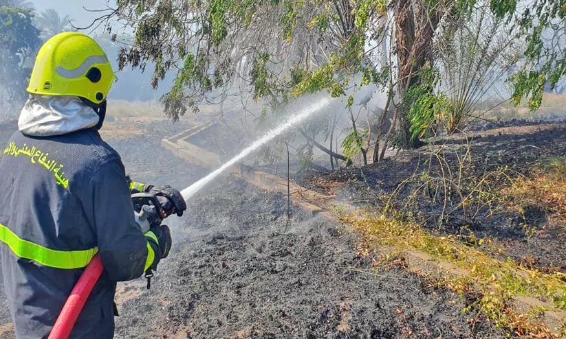 തീപിടിത്തം; കൃഷിയിടം നശിച്ചു തീപിടിത്തം; കൃഷിയിടം നശിച്ചു