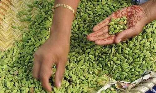 ഭീഷണിയായി ഗ്വാട്ടമാല ഏലം; വിലക്കൊപ്പം ഗുണമേന്മയും ഇടിയുന്നു ഭീഷണിയായി ഗ്വാട്ടമാല ഏലം; വിലക്കൊപ്പം ഗുണമേന്മയും ഇടിയുന്നു