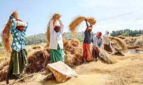 നെല്ല് സംഭരണത്തിലെ വീഴ്ച: ഒന്നാം വിളയിറക്കുന്നതിൽ ആശങ്ക