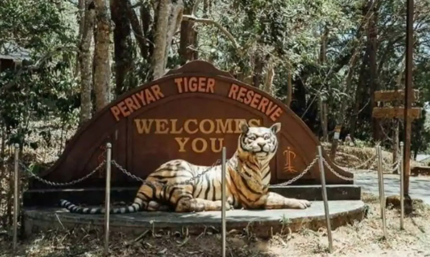 മരത്തിനിടയിൽ കുടുങ്ങി കടുവ ചത്തു