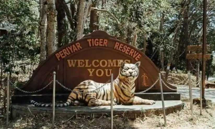 മരത്തിനിടയിൽ കുടുങ്ങി കടുവ ചത്തു