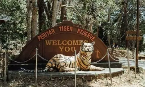 മരത്തിനിടയിൽ കുടുങ്ങി കടുവ ചത്തു