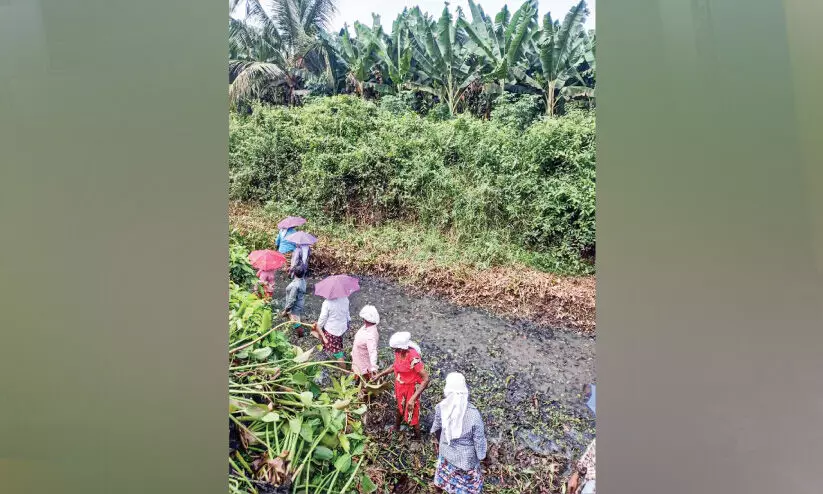 കുണ്ടംപാടത്തെ തോടിന് ഇനി പുതുജീവൻ ന​വീ​ക​ര​ണം ആ​രം​ഭി​ച്ചു