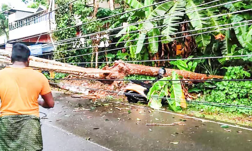 ദേശീയപാതയിൽ മരംവീണ് ഗതാഗതം തടസ്സപ്പെട്ടു