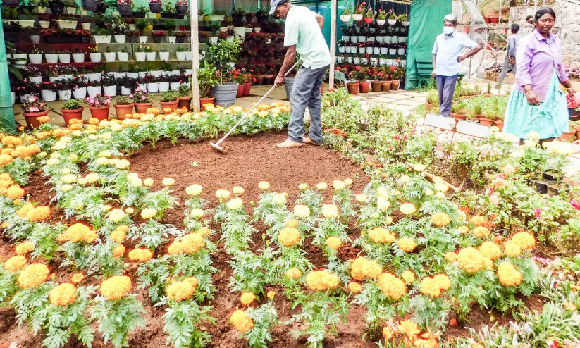 മൂന്നാറിൽ ഇനി പൂക്കാലം... മൂന്നാറിൽ ഇനി പൂക്കാലം...