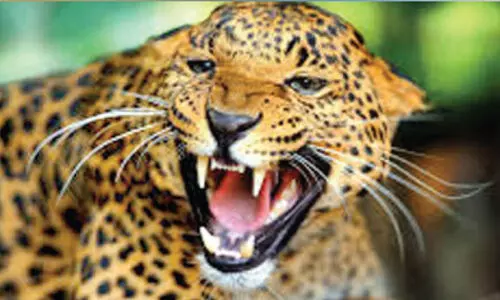 ത​ളി​ക​ക്ക​ല്ല് കോ​ള​നി​യി​ൽ പു​ലി ര​ണ്ട് നാ​യ്ക്ക​ളെ കാ​ണാ​നി​ല്ല