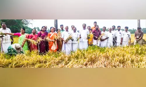മള്ളുശ്ശേരിയിലെ തരിശിട്ട പാടത്ത് കുട്ടനാടൻ മോഡൽ കൃഷിക്ക് നൂറുമേനി