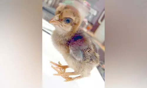 മൂന്നുകാലുമായി കോഴിക്കുഞ്ഞ്