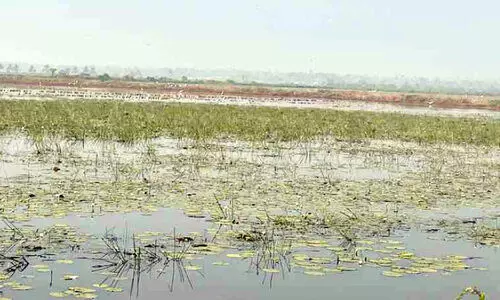 തുറവൂരിലെ ഏക്കർകണക്കിന് കരിനിലങ്ങളിൽ മത്സ്യകൃഷി മാത്രം