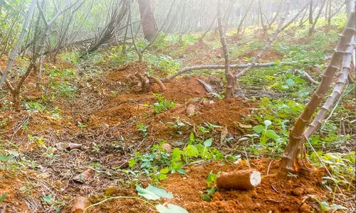 കൃഷിയിടങ്ങളിൽ കാട്ടുപന്നികളുടെ വിളയാട്ടം