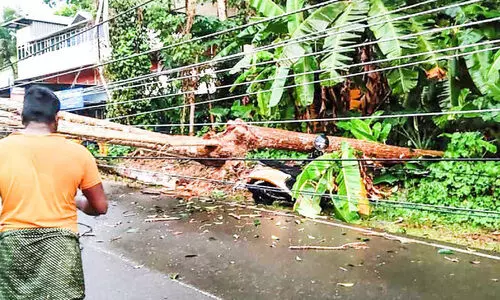 ദേശീയപാതയിൽ മരംവീണ് ഗതാഗതം തടസ്സപ്പെട്ടു