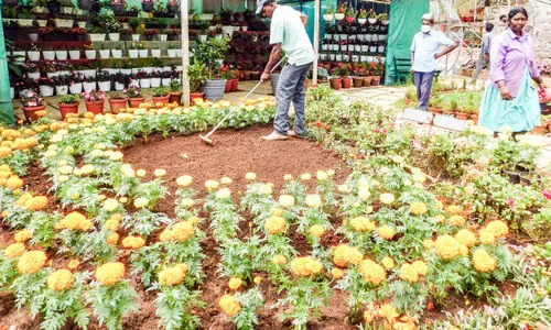 മൂന്നാറിൽ ഇനി പൂക്കാലം...