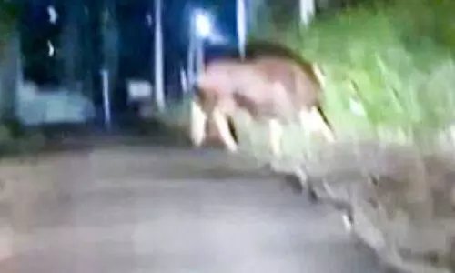 കാ​ട്ടു​പോ​ത്തി​ന്‍റെ സാ​ന്നി​ധ്യം; വ​നം വ​കു​പ്പ് ഡ്രോ​ൺ നി​രീ​ക്ഷ​ണം ന​ട​ത്തി