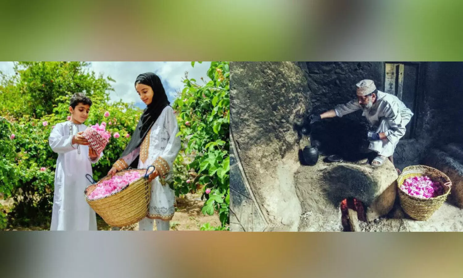 ജ​ബ​ൽ അ​ഖ്ദ​റി​ൽ പ​രി​മ​ളം​പ​ര​ത്തി പ​നി​നീ​ർ​ക്കാ​ലം