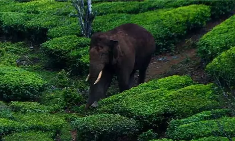 അരിക്കൊമ്പൻ ദൗത്യം ഇന്ന്; മോക്ഡ്രിൽ പൂർത്തിയായി അരിക്കൊമ്പൻ ദൗത്യം ഇന്ന്; മോക്ഡ്രിൽ പൂർത്തിയായി