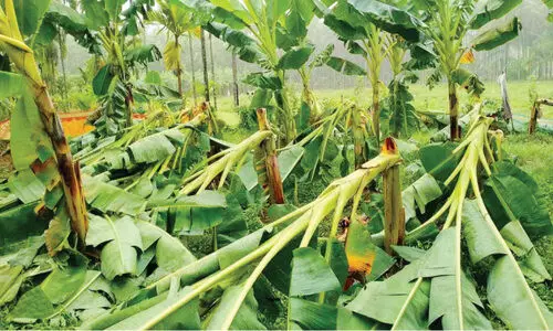 കാറ്റിലും മഴയിലും വൻ കൃഷി നാശം