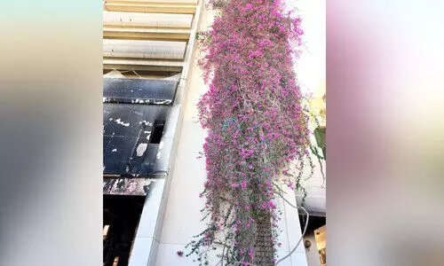 തീനാളങ്ങളിലും വാടാത്ത റൂവിയിലെ പൂമരം ഇനി ഇല്ല തീനാളങ്ങളിലും വാടാത്ത റൂവിയിലെ പൂമരം ഇനി ഇല്ല