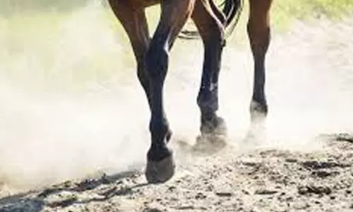 കുതിരപ്പുറത്തുനിന്ന് വീണ് പരിക്കേറ്റ യുവാവ് മരിച്ചു