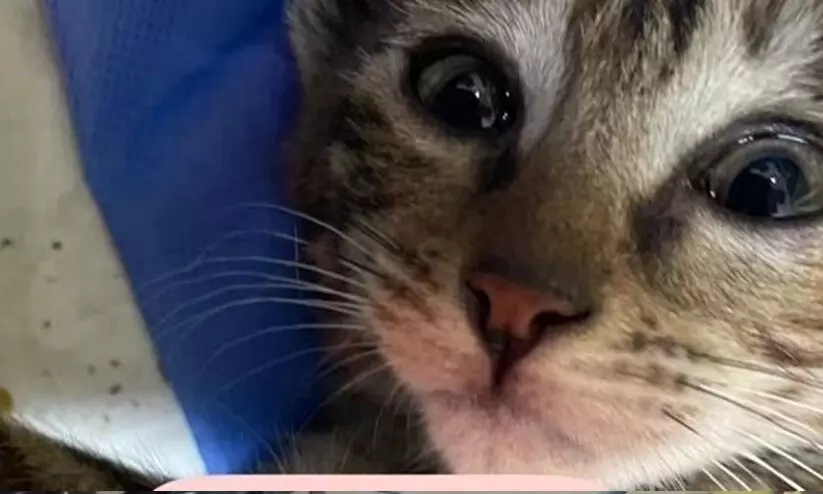 ജീവനക്കാരുടെ അ​ശ്രദ്ധ മൂലം പൂച്ചയെ നഷ്ടമായി; മാപ്പുപറഞ്ഞ് എയർ ഇന്ത്യ