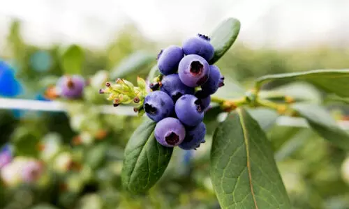 ത​ദ്ദേ​ശീ​യ​മാ​യി വി​ള​യി​ച്ച ബ്ലൂ​ബ​റി​ക​ള്‍ ക​യ​റ്റു​മ​തി ചെ​യ്യും