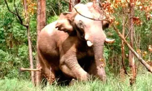 അരിക്കൊമ്പനെ കണ്ടു കണ്ടു, കണ്ടില്ല