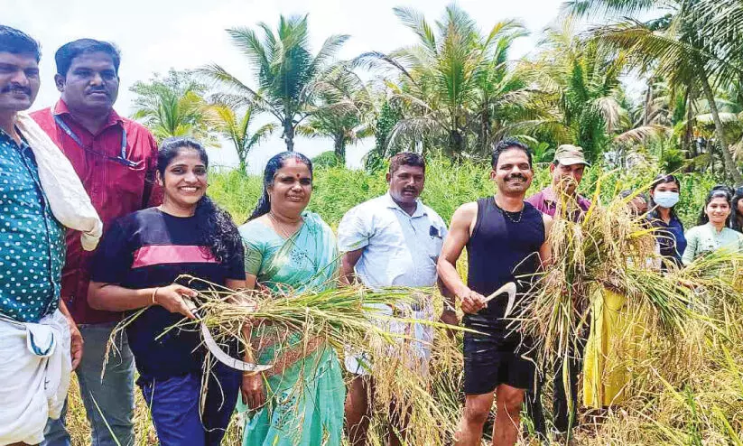 വെഞ്ചാലിയില്‍ കുട്ടിക്കർഷകരുടെ കൊയ്‌ത്തുത്സവം