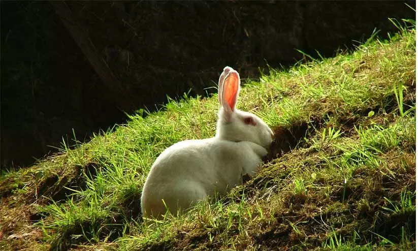 മുയലുകൾക്ക് ചെടിയൊടിച്ച്​ തീറ്റ നൽകി; വയോധികയെ മരുമകൾ മർദിച്ചു