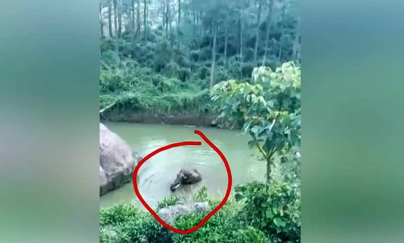 തേയിലതോട്ടത്തിലെ കുളത്തിൽ നീന്തിത്തുടിച്ച് ഒറ്റയാൻ; ഭീതിയോടെ തൊഴിലാളികൾ തേയിലതോട്ടത്തിലെ കുളത്തിൽ നീന്തിത്തുടിച്ച് ഒറ്റയാൻ; ഭീതിയോടെ തൊഴിലാളികൾ