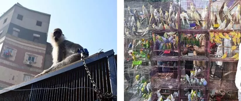 സ​​​യ്യി​​​ദ ആ​​​യി​​​ഷ മാ​​ർ​​ക്ക​​റ്റി​​ൽ വി​​ൽ​​പ​​ന​​ക്കാ​​യു​​ള്ള ജീവികൾ