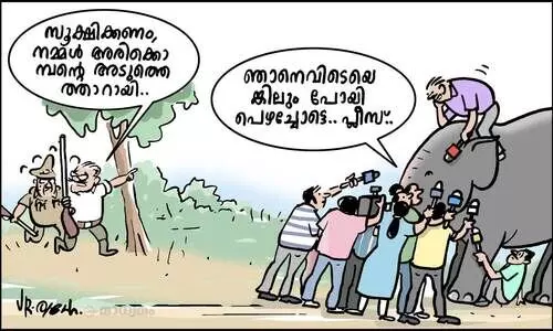 അരിക്കൊമ്പൻ