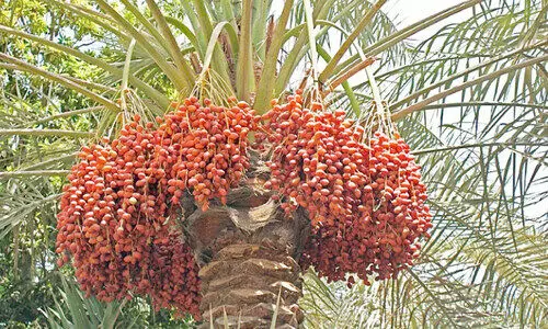 കൃഷി അഭിവൃദ്ധിപ്പെടുന്നു; ബഹ്റൈനിൽ കൃഷിഭൂമിയുടെ 47 ശതമാനവും ഈന്തപ്പനകൾ